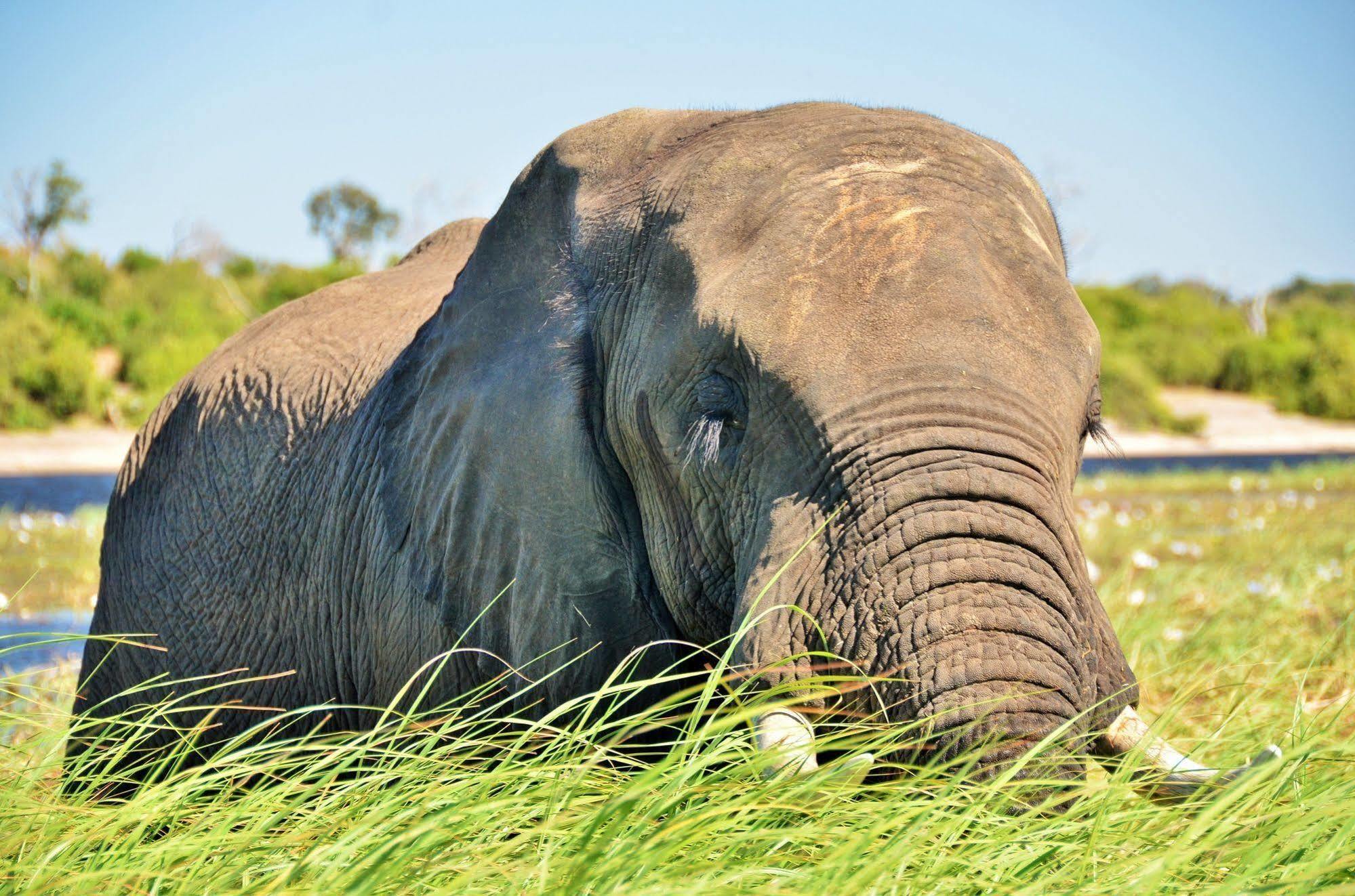 Thebe River Safaris Kasane Ngoại thất bức ảnh