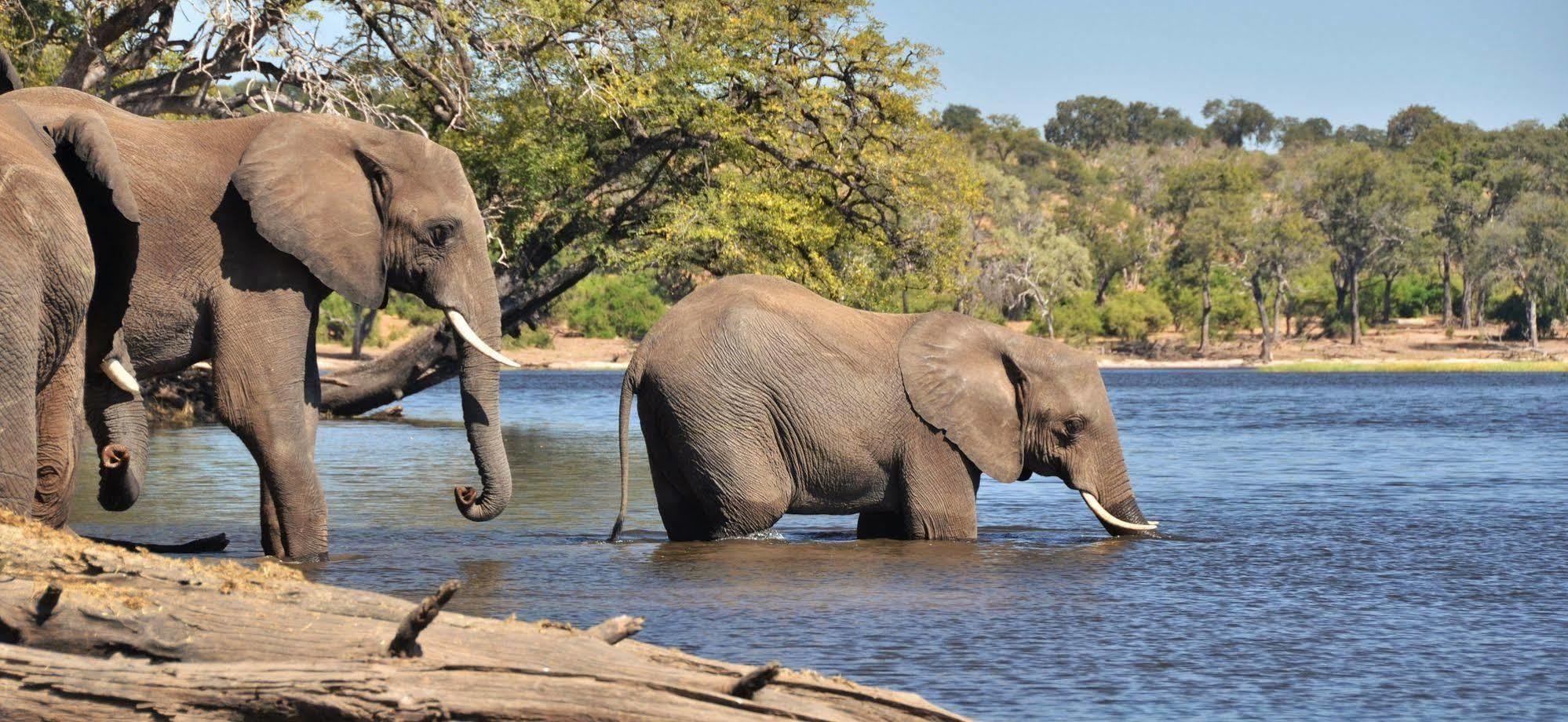 Thebe River Safaris Kasane Ngoại thất bức ảnh